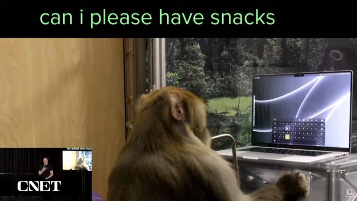 Elon Musk prometió que pondrá implantes en el cerebro humano en seis meses: cómo fue la demostración con un mono