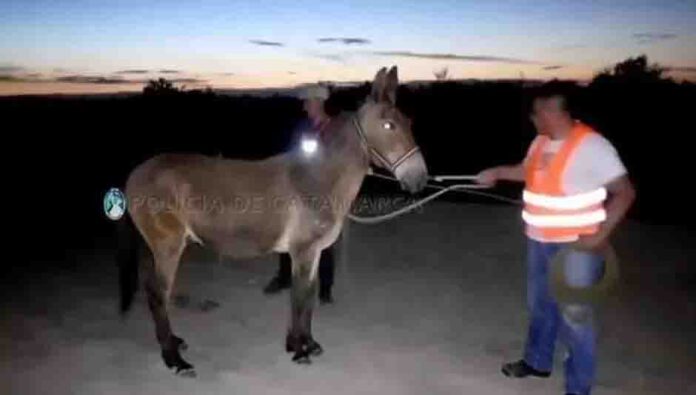 En un operativo de captura en las rutas, secuestraron 15 animales sueltos