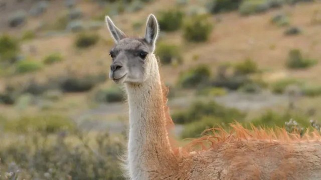 Misiones: autorizaron la caza deportiva de zorros, pumas y guanacos y estalló una nueva polémica con ecologistas