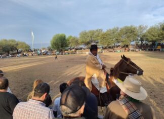 Gran éxito del Concurso del Caballo Peruano de Paso en Catamarca 2024